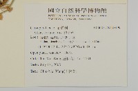 蠅子草藏品圖，第2張