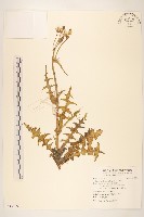 苦滇菜、苦菜藏品圖，第1張