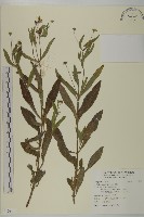 鱧腸藏品圖，第1張