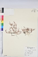 小葉大戟藏品圖，第1張