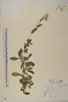 日本假蓬藏品圖，第1張