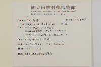 日本假蓬藏品圖，第2張