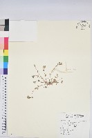 斑地錦藏品圖，第1張