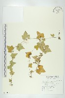 天花藏品圖，第1張