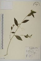 柘樹藏品圖，第1張