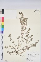 斑地錦藏品圖，第1張