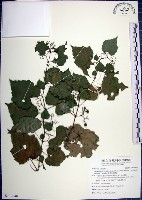 漢氏山葡萄藏品圖，第1張