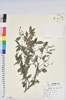 密花五月茶藏品圖，第1張