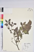 米飯花藏品圖，第1張