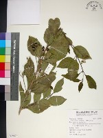 苦林盤藏品圖，第1張