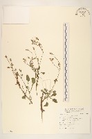 苦滇菜、苦菜藏品圖，第1張