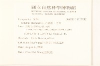 苦滇菜、苦菜藏品圖，第2張