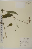 纓絨花藏品圖，第1張