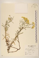 秋鼠麴草藏品圖，第1張