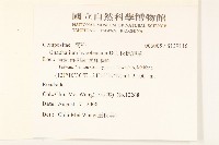 秋鼠麴草藏品圖，第2張