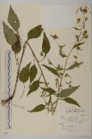 黃金珠藏品圖，第1張