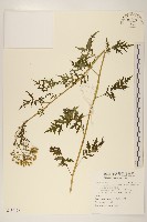 臺灣劉寄奴藏品圖，第1張