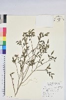 毛蕊花藏品圖，第1張