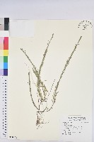 登錄號:S139136藏品圖，第1張