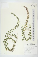 短梗土丁桂藏品圖，第1張