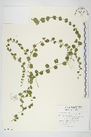 短梗土丁桂藏品圖，第1張