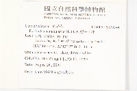 短梗土丁桂藏品圖，第2張