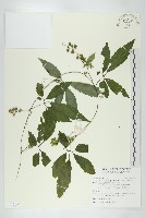 絞股藍藏品圖，第1張