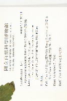 絞股藍藏品圖，第2張