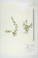 短梗土丁桂藏品圖，第1張