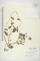 長梗毛娥房藤藏品圖，第1張