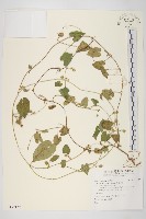 白花牽牛藏品圖，第1張