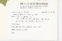 白花牽牛藏品圖，第2張