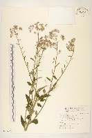 一枝香藏品圖，第1張