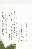 槭葉括摟藏品圖，第2張