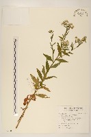 白頂飛蓬藏品圖，第1張