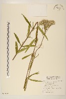 林氏澤蘭藏品圖，第1張