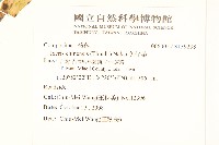 兔仔菜藏品圖，第2張