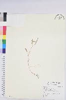 登錄號:S139255藏品圖，第1張