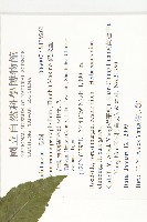 絞股藍藏品圖，第2張