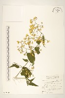 蔓黃菀藏品圖，第1張