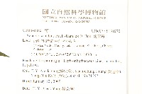 蔓黃菀藏品圖，第2張