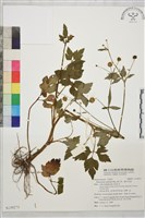 辣子草、揚子毛茛藏品圖，第1張