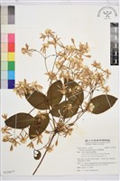 厚葉鐵線蓮藏品圖，第2張