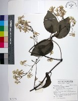 厚葉鐵線蓮藏品圖，第1張