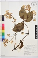 厚葉鐵線蓮藏品圖，第2張