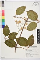 厚葉鐵線蓮藏品圖，第2張