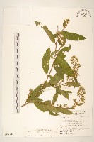 過山龍藏品圖，第1張