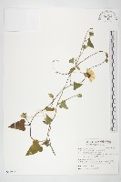 吊鐘藤藏品圖，第1張