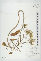 倒吊蓮藏品圖，第1張
