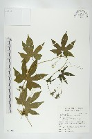 雙輪瓜藏品圖，第1張